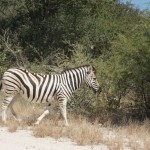 Eins von vielen Zebras