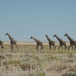 Giraffen ziehen vorbei