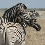 Verliebte Zebras